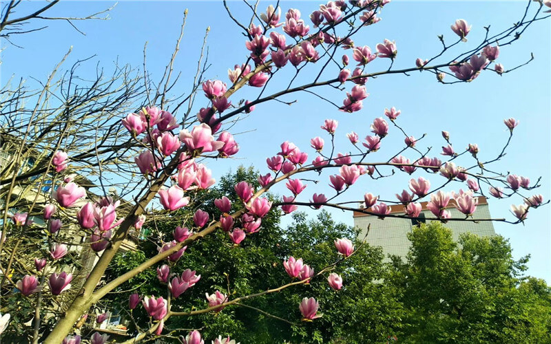 重慶物理類考生排多少名可以上重慶三峽職業(yè)學(xué)院植物保護(hù)與檢疫技術(shù)專業(yè)?