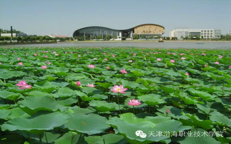 2023年天津渤海職業(yè)技術(shù)學(xué)院各歷史類專業(yè)在河北招生分?jǐn)?shù)是多少？