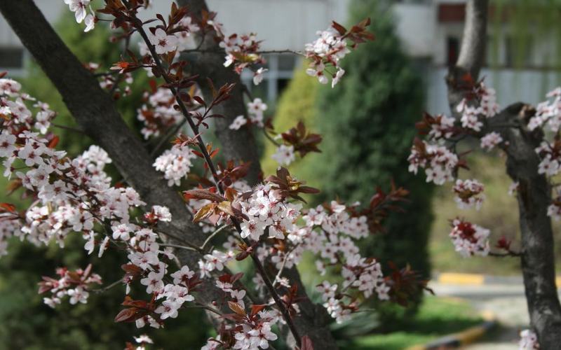 陜西機電職業(yè)技術(shù)學(xué)院數(shù)字媒體技術(shù)專業(yè)在河北招生錄取分?jǐn)?shù)(歷史類)：394分