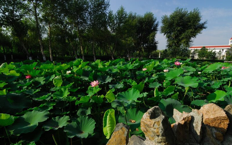 河北歷史類(lèi)考生排多少名可以上黑龍江科技大學(xué)國(guó)際經(jīng)濟(jì)與貿(mào)易專(zhuān)業(yè)?