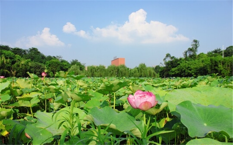 2023年重慶大學(xué)在山東招生專業(yè)及招生人數(shù)匯總