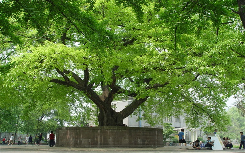 2023年宜賓職業(yè)技術(shù)學(xué)院在湖北錄取批次及錄取分數(shù)參考