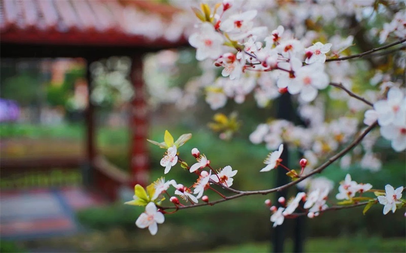 山東綜合考生排多少名可以上四川師范大學(xué)物理學(xué)專業(yè)?