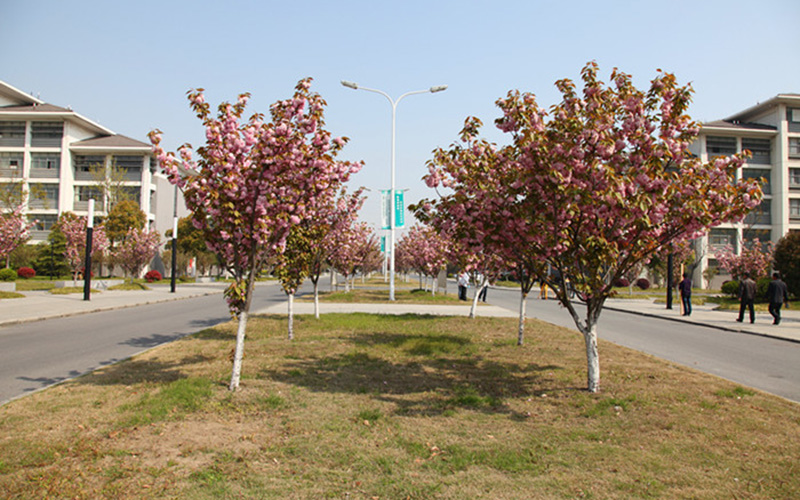 南京郵電大學通達學院信息管理與信息系統專業(yè)在河北招生么？多少分可以上？