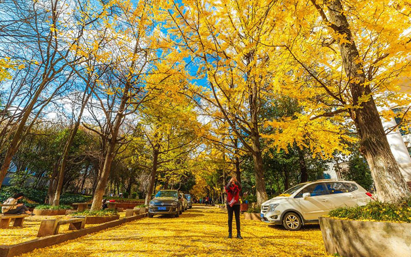 云南大學(xué)地理信息科學(xué)專業(yè)錄取分?jǐn)?shù)線【山東高考綜合】