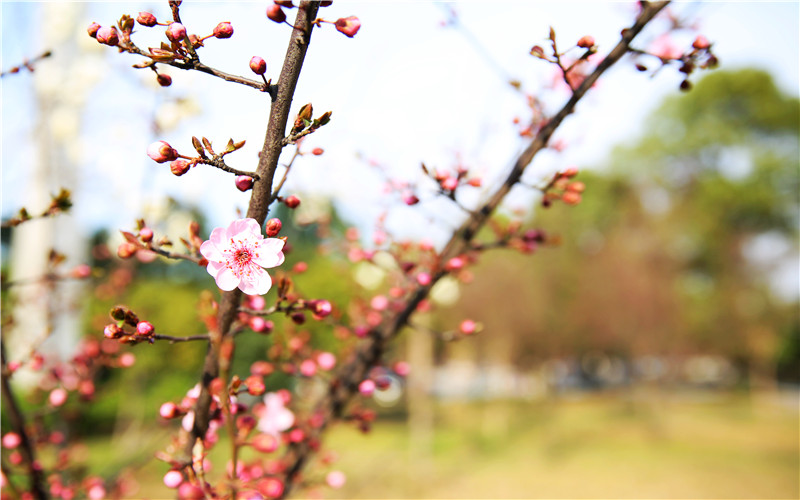 多少分可以上常州信息職業(yè)技術(shù)學(xué)院？常州信息職業(yè)技術(shù)學(xué)院2022年在遼寧各招生專業(yè)錄取分數(shù)匯總