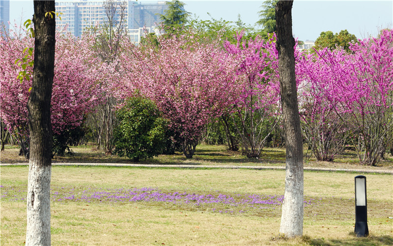 多少分可以上常州信息職業(yè)技術(shù)學院？常州信息職業(yè)技術(shù)學院2022年在湖北各招生專業(yè)錄取分數(shù)匯總