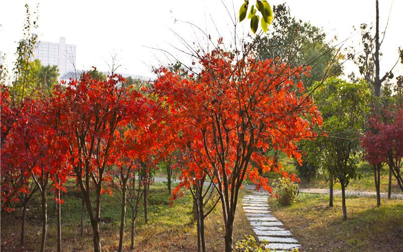 常州信息職業(yè)技術(shù)學(xué)院智能控制技術(shù)專業(yè)在河北招生錄取分?jǐn)?shù)(物理類)：426分