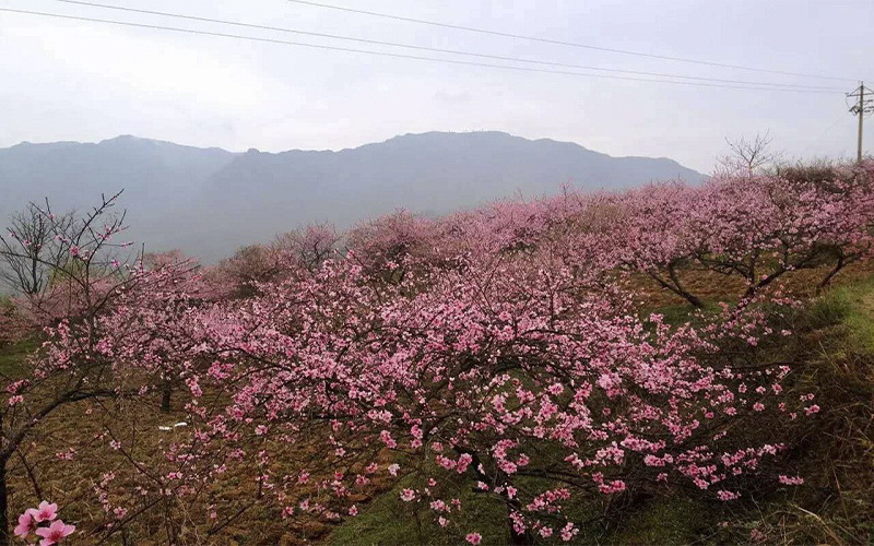 2023年黔南民族職業(yè)技術(shù)學(xué)院在河北錄取批次及錄取分?jǐn)?shù)參考