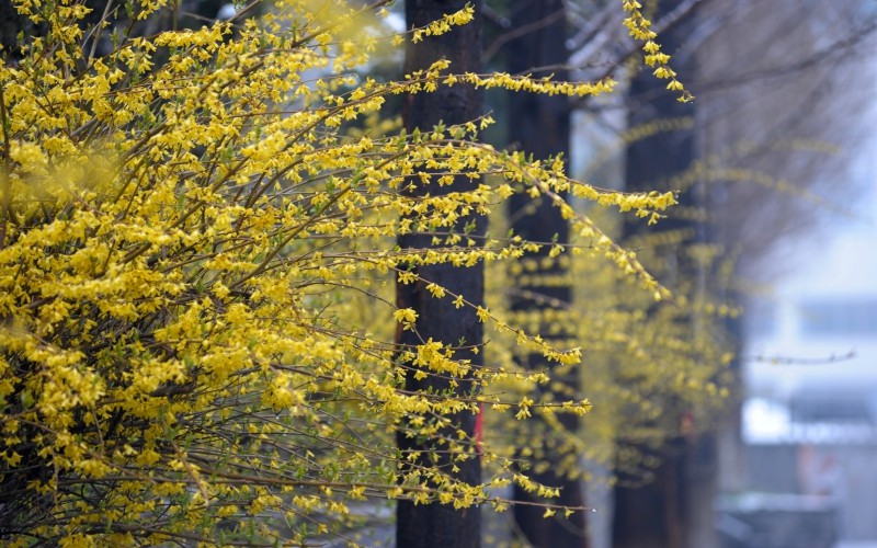 魯東大學數(shù)學與應用數(shù)學（師范類）專業(yè)在山東招生錄取分數(shù)(綜合)：530分