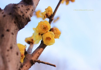 鄭燮《胸中之竹》原文及翻譯