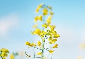 湖南省2019年普通高校招生錄取工作方案